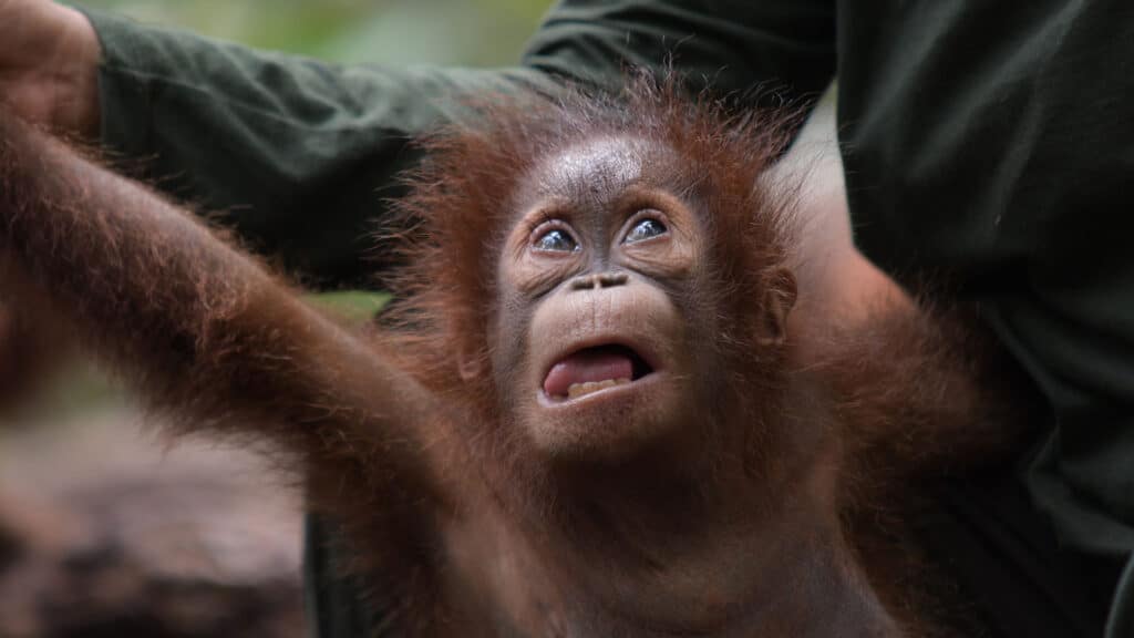 Orang-Utan-Baby mit Milchzähnen
