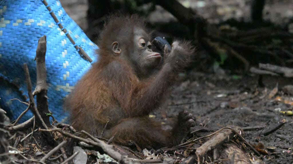 Orang-Utan-Baby inspiziert Stock