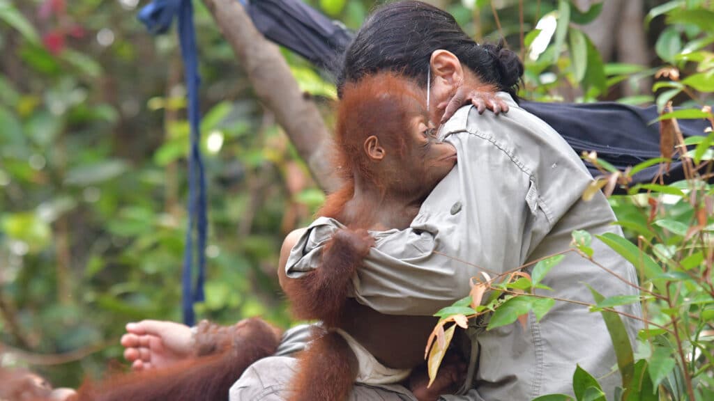 Orang-Utan-Waise Rumba klammert sich an ihre Babysitterin