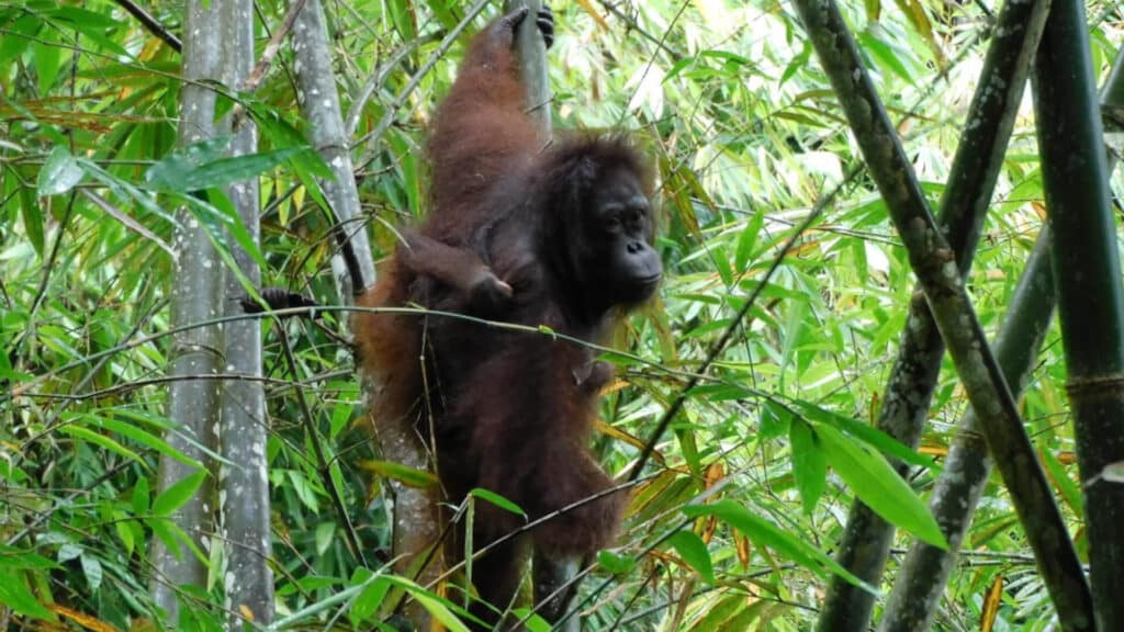Orang-Utan-Mutter mit Baby am Rücken