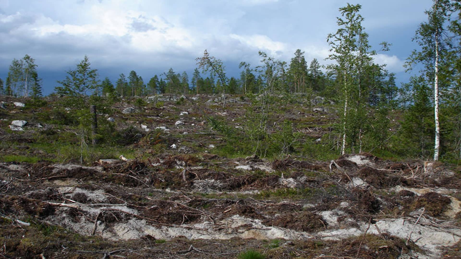 Clearcutting Sweden