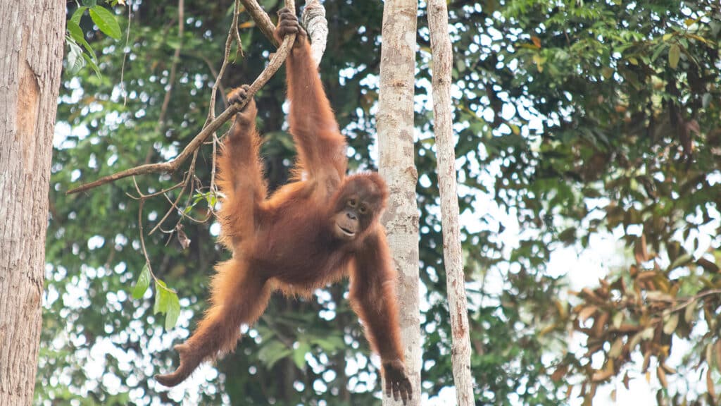 Orang-Utan Waldschüler Bumi hängt im Baum