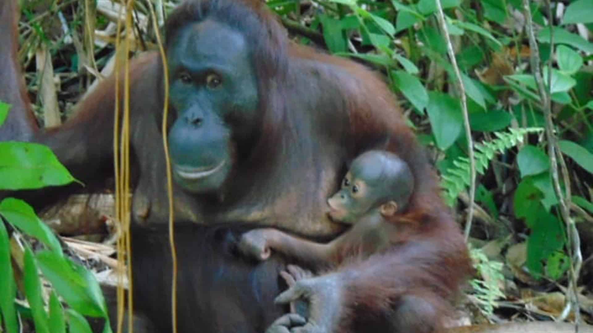 Orang-Utan-Mutter Lesan stillt ihr Baby im Regenwald