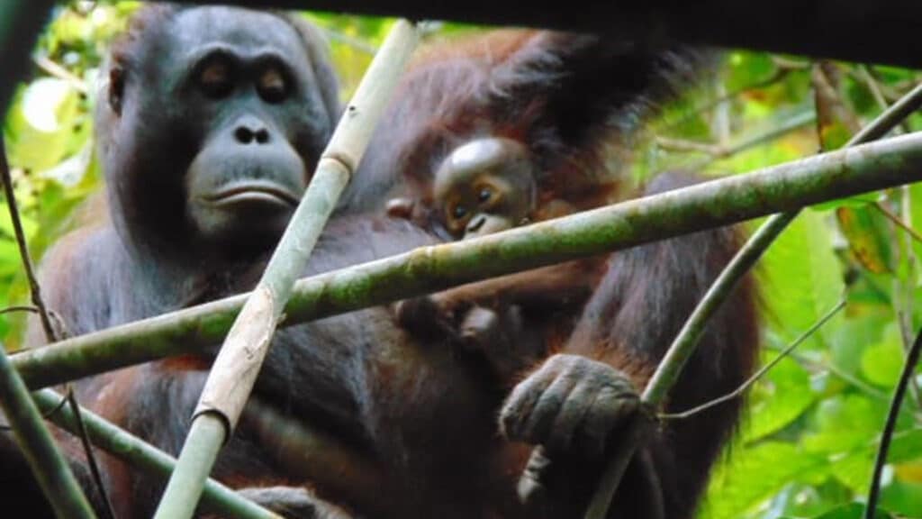 Orang-Utan-Mutter Lesan und sechs Monate altes Baby im Regenwald