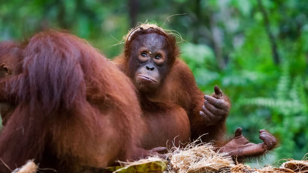 Orang-Utan Waldschüler Monyo mit Kokosnuss auf dem Kopf