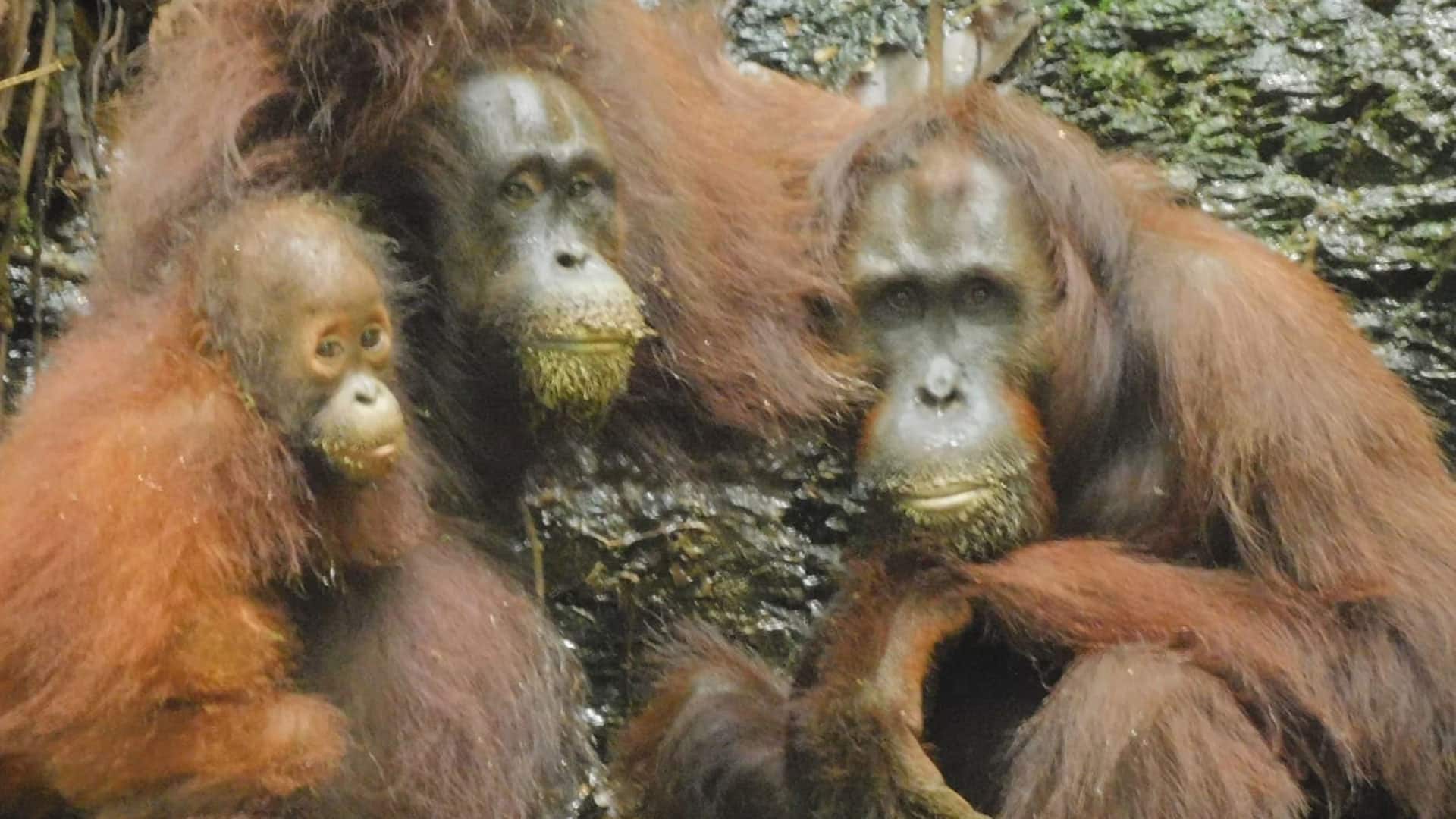 drei Orang-Utans, darunter ein Baby mit Lehm um den Bart im Regenwald