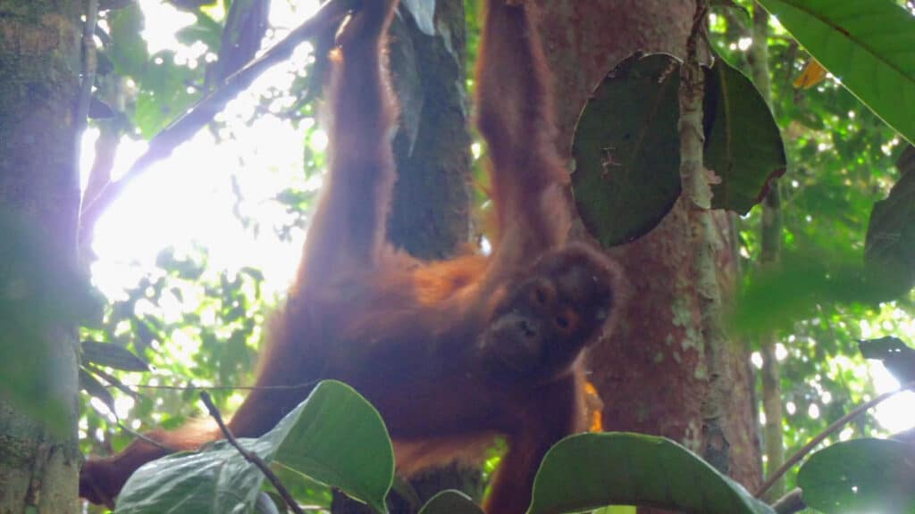 achtjähriger Orang-Utan-Junge im Regenwald