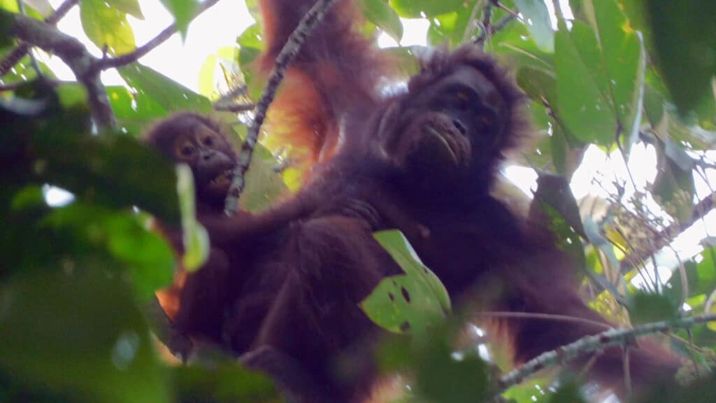 Orang-Utan-Mutter und zweijähriges Baby im Regenwald