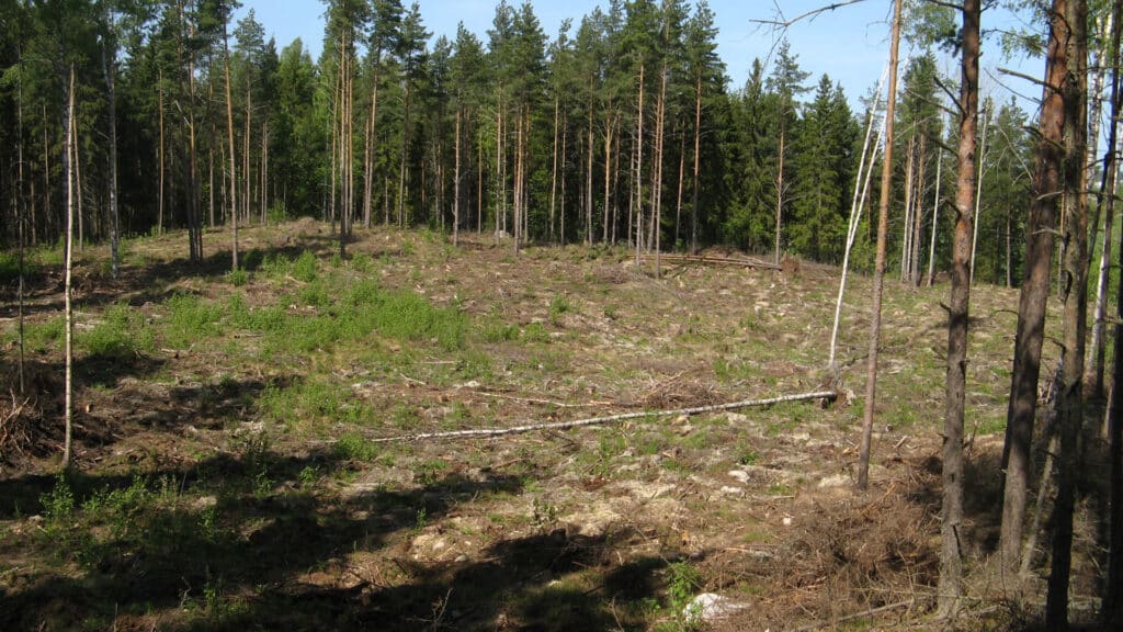 Abholzungsgebiete in Finnland