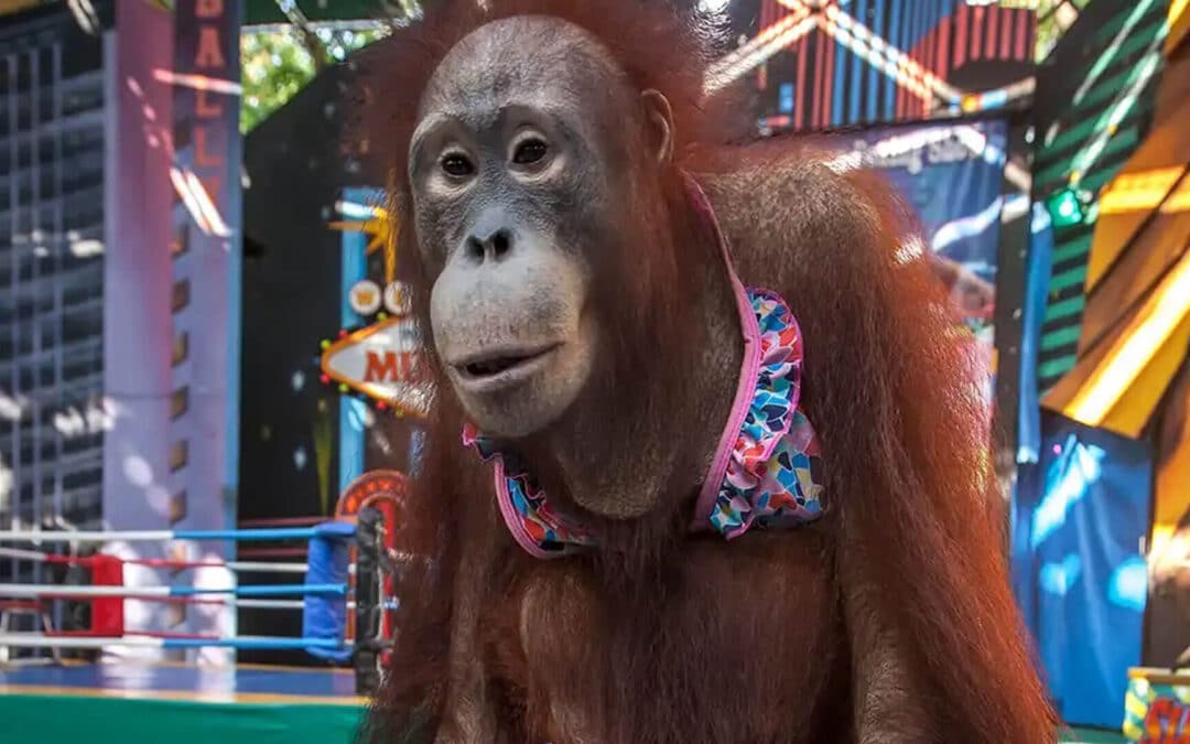 Doku­men­ta­tion „Eyes of the oran­gutan” beim ART-FESTIVAL 2023 zu sehen