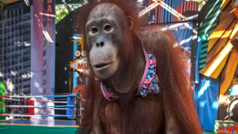 Bild aus Eyes of the Orangutan
