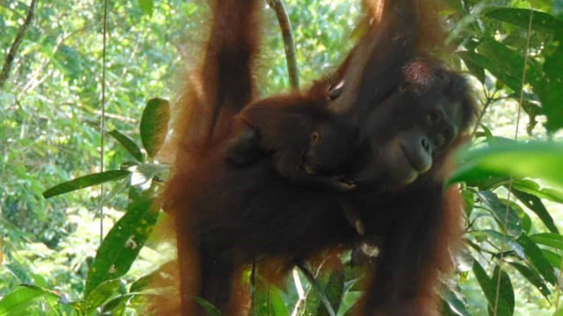 Orang-Utan-Mutter und Säugling hängen im Baum