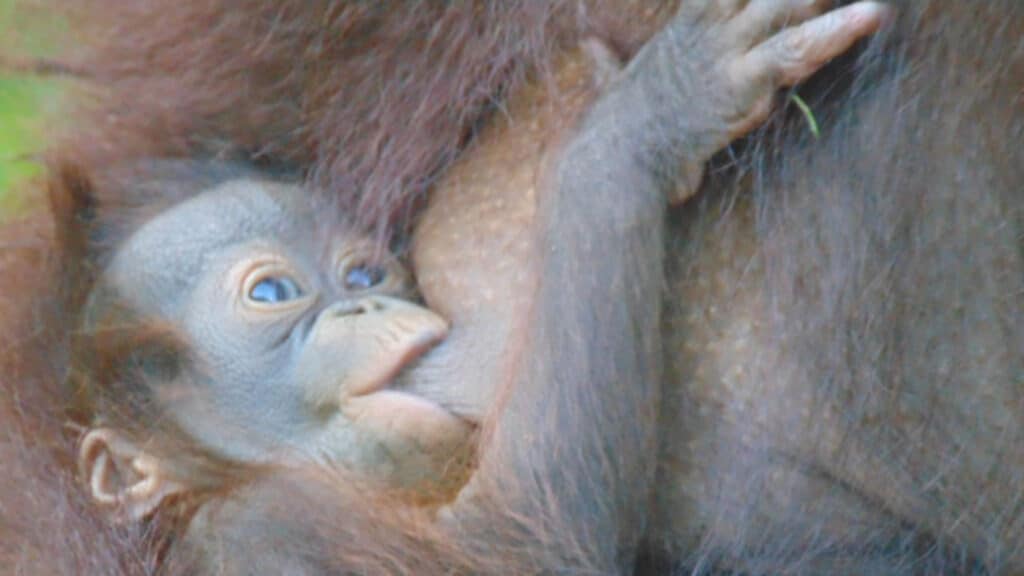 Orang-Utan-Baby trinkt bei der Mutter