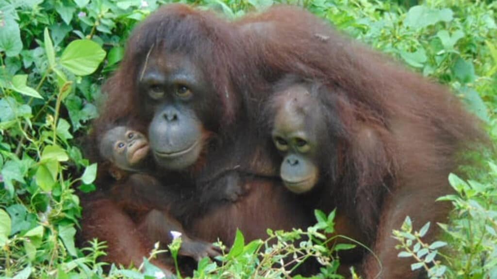 Orang-Utan-Mutter Sayang mit Tochter Padma und neugeborenem Baby