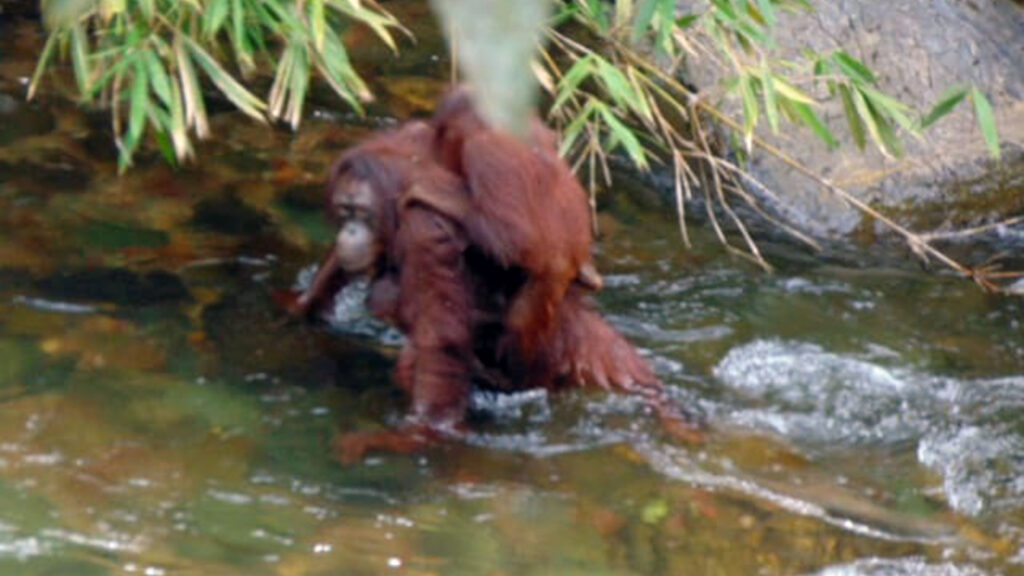 Orang-Utan-Mutter durchquert mit zwei Babys Fluss im Regenwald