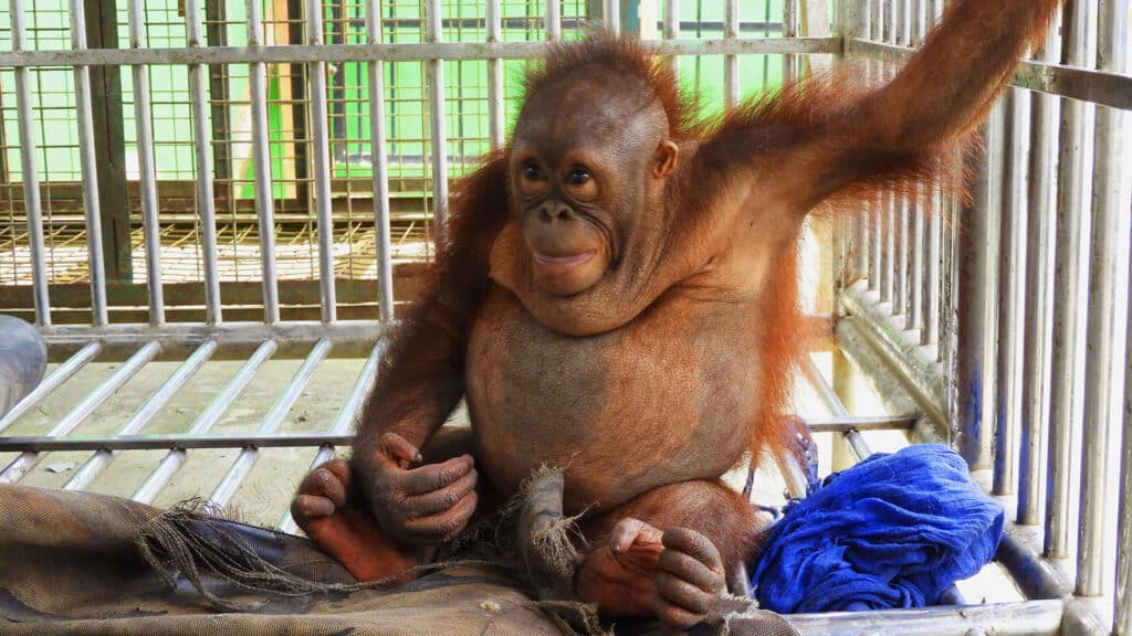 Übergewichtiges Orang-Utan-Baby im Käfig