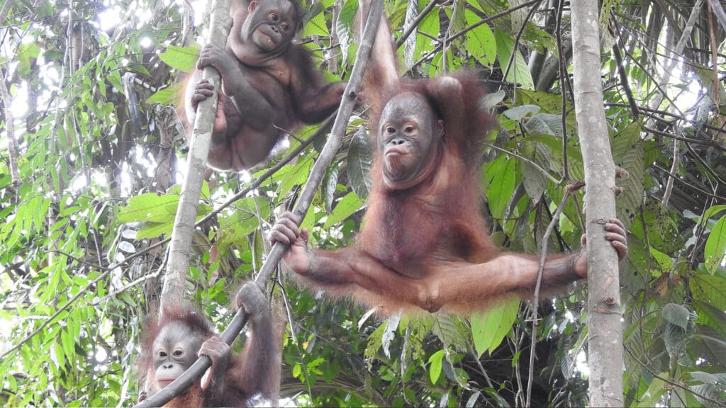 Drei Orang-Utan-Kinder baumeln in den Ästen der BOS Waldschule