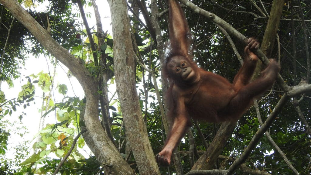 Dreijähriges Orang-Utan-Weibchen Baimah in baumelt in den Ästen in der BOS Waldschule