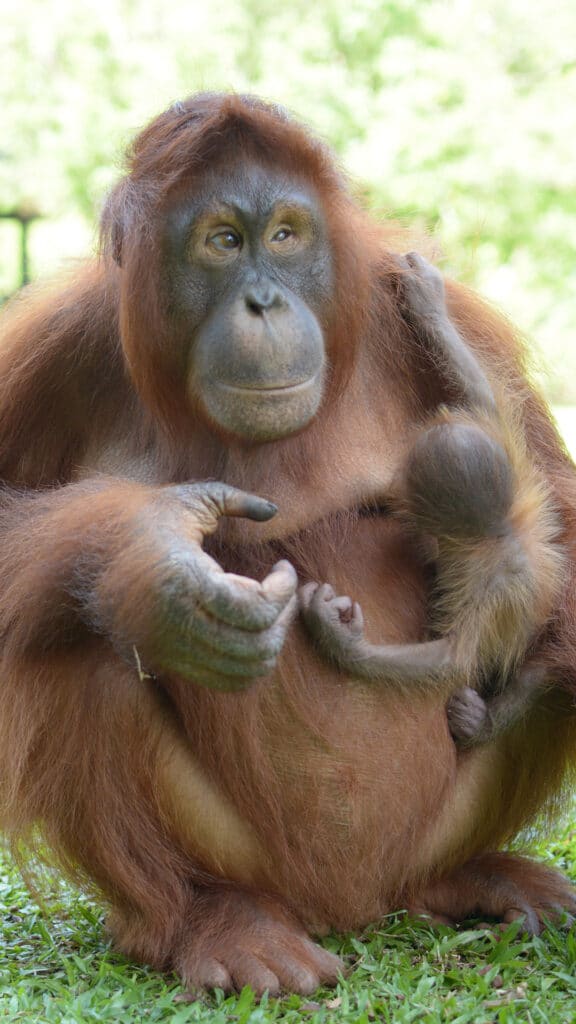 Orang-Utan-Mutter Dilla mit der neugeborenen Delilah