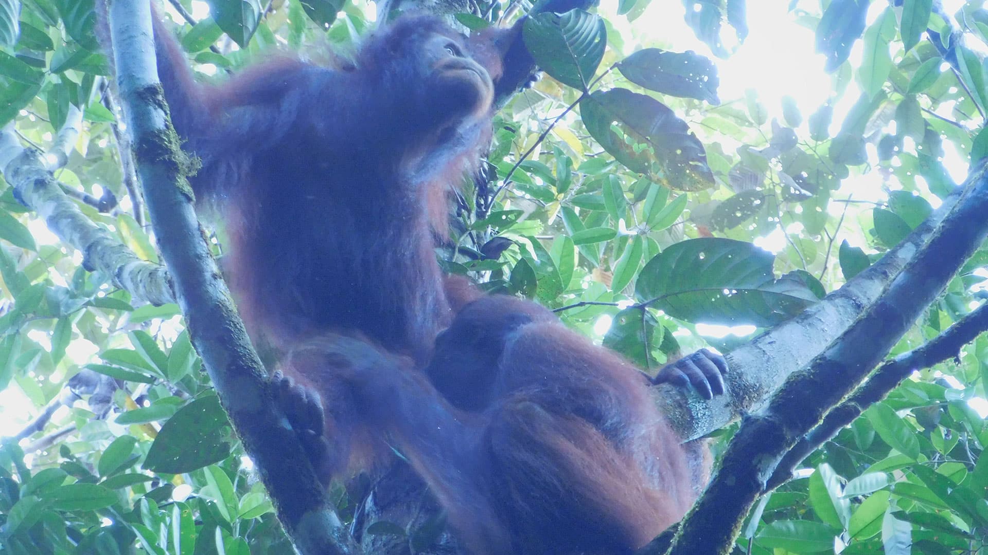 Zwei ausgewilderte Orang-Utans im Regenwald zeigen großes Interesse aneinander