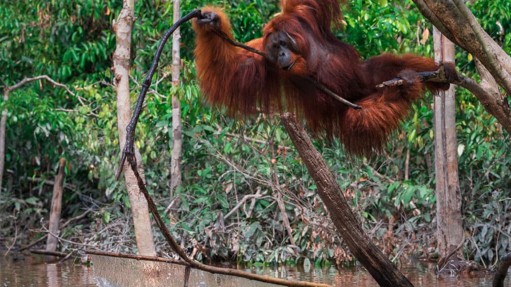 Orang-Utan-Mann auf BOS Vorauswilderungsinsel angelt mit Werkzeug nach Papaya