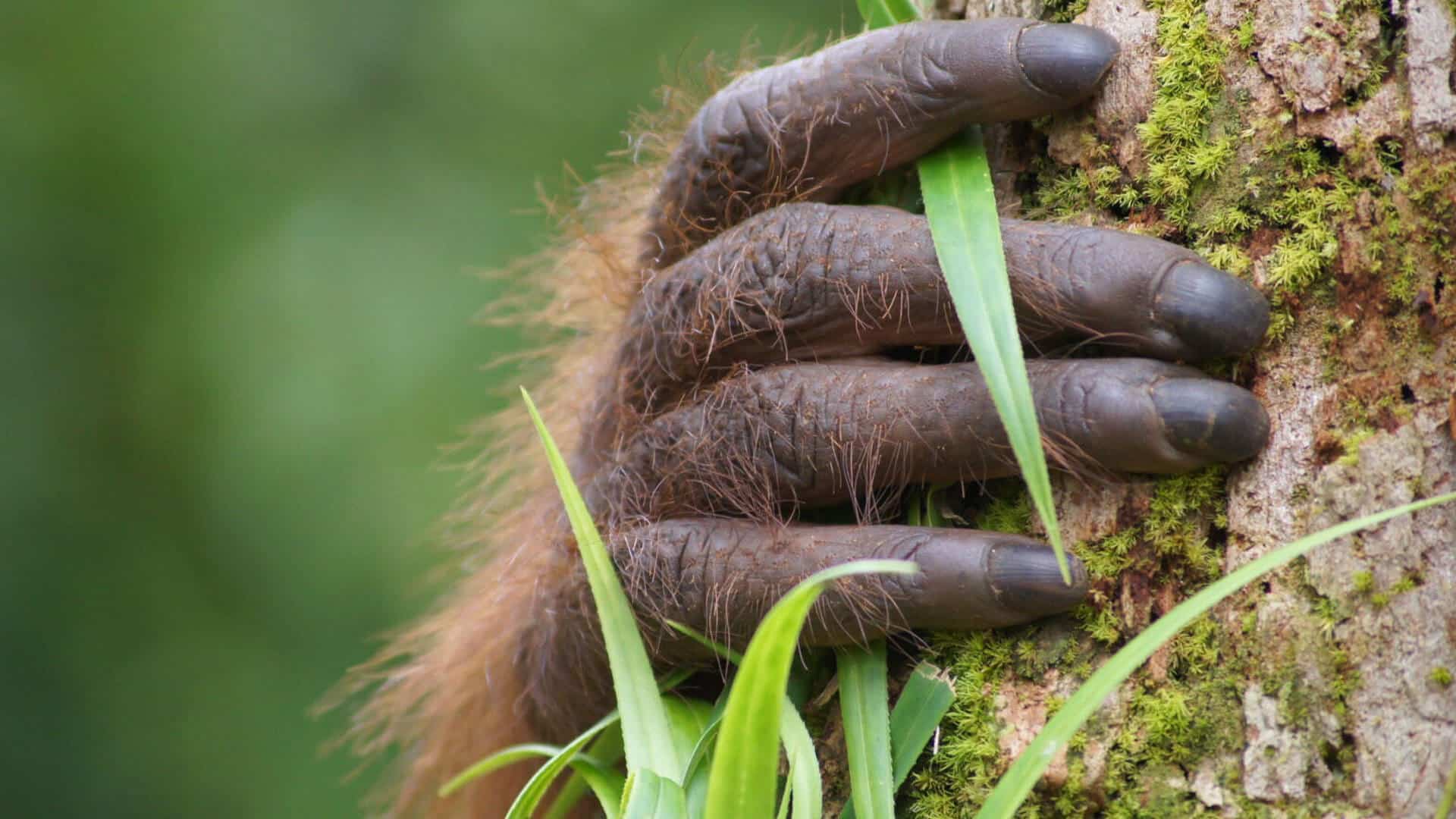 Orang-Utan Hand greift einen Baum