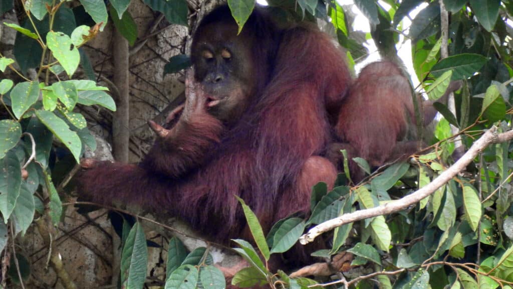 Orang-Utan-Mutter Daisy im Regenwald mit wildgeborenem Baby