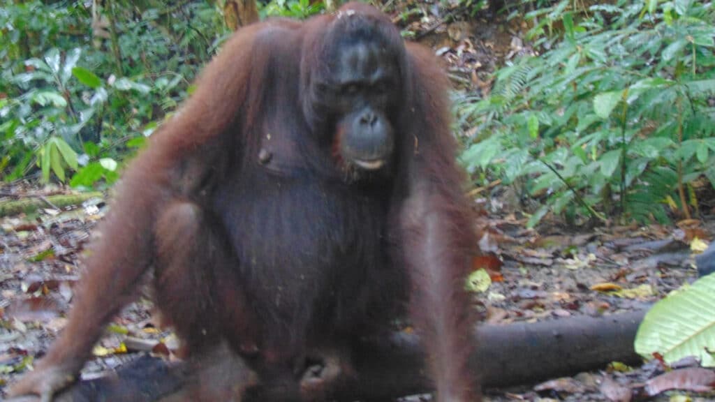 Orang-Utan-Weibchen hockt im Regenwald auf dem Boden