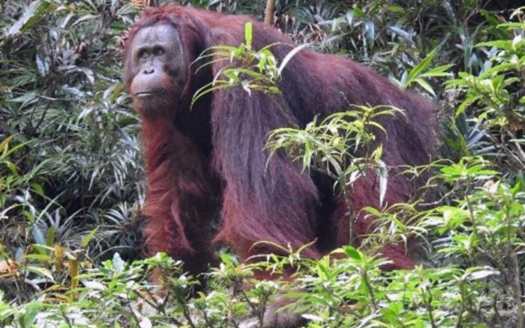 Orang-Utan-Männ­chen Petto zeigt uns seine wilde Seite