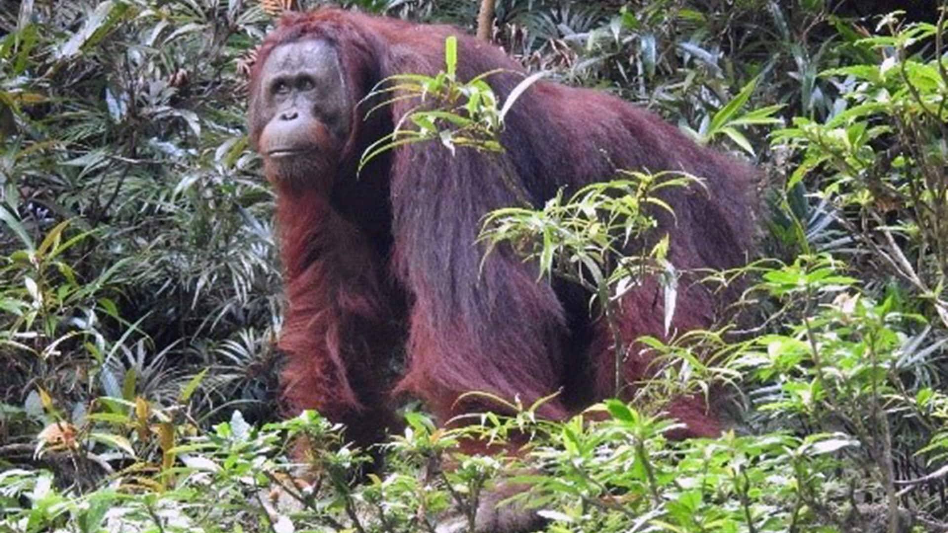 Männlicher Orang-Utan Petto im Regenwald