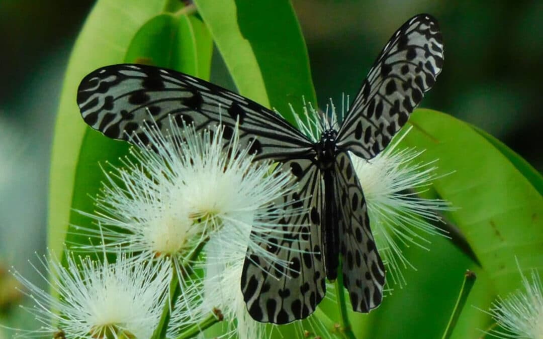 Schon gewusst: Wie Schmet­ter­linge Orang-Utans helfen