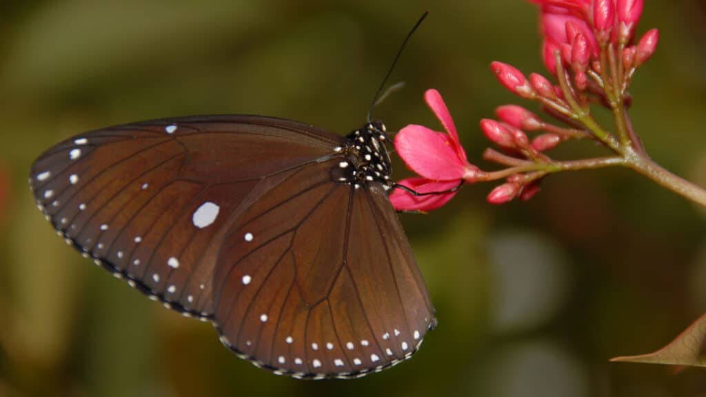 Schmetterling Borneo