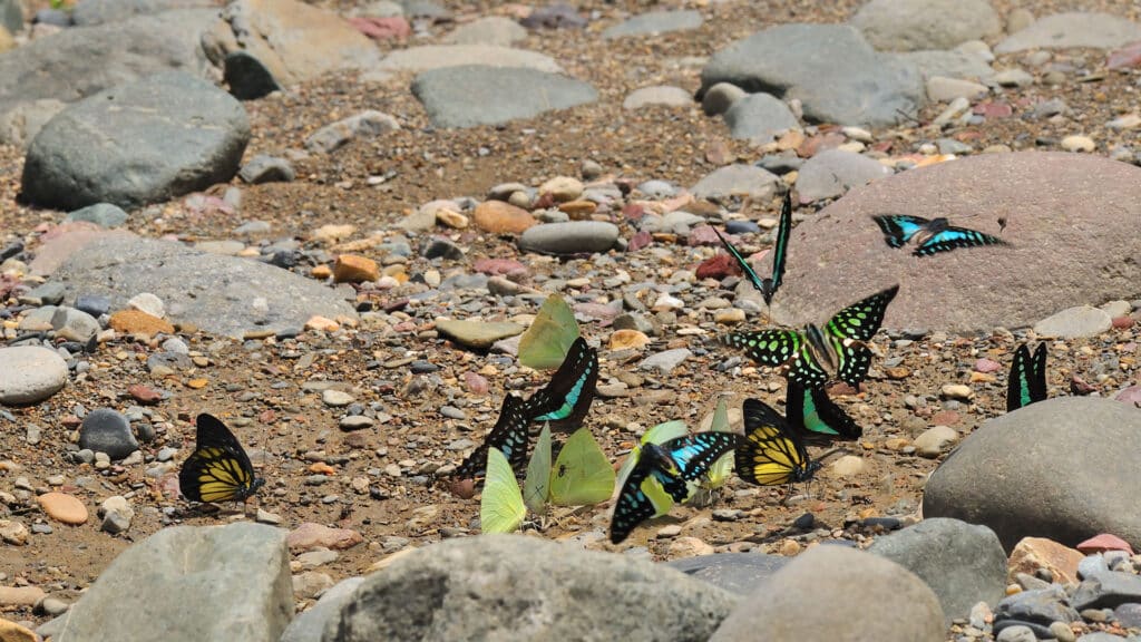 Schmetterlinge Borneo