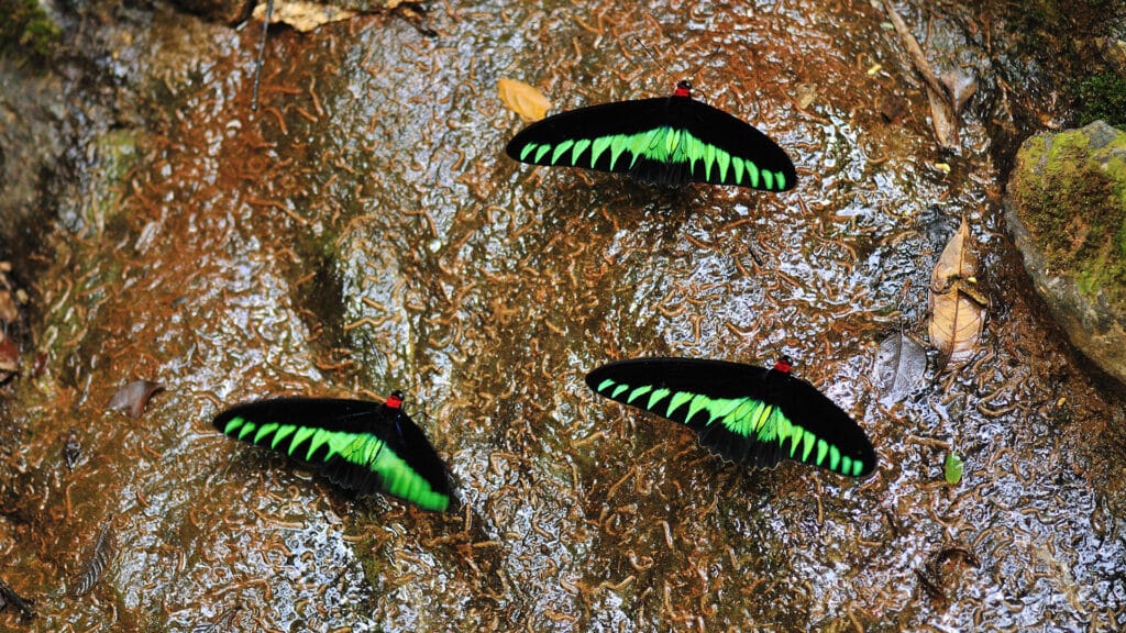 Schmetterlinge Borneo