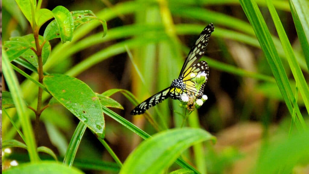 Schmetterling Borneo