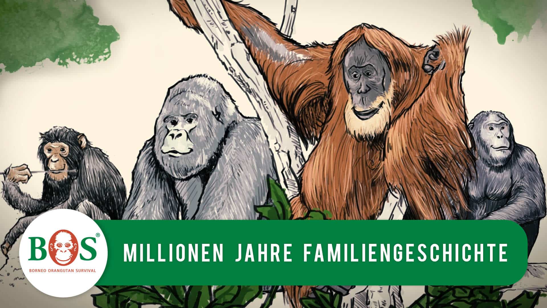 Gezeichnete Menschenaffen: Orang-Utanbs, Gorillas, Schimpansen, Bonobos