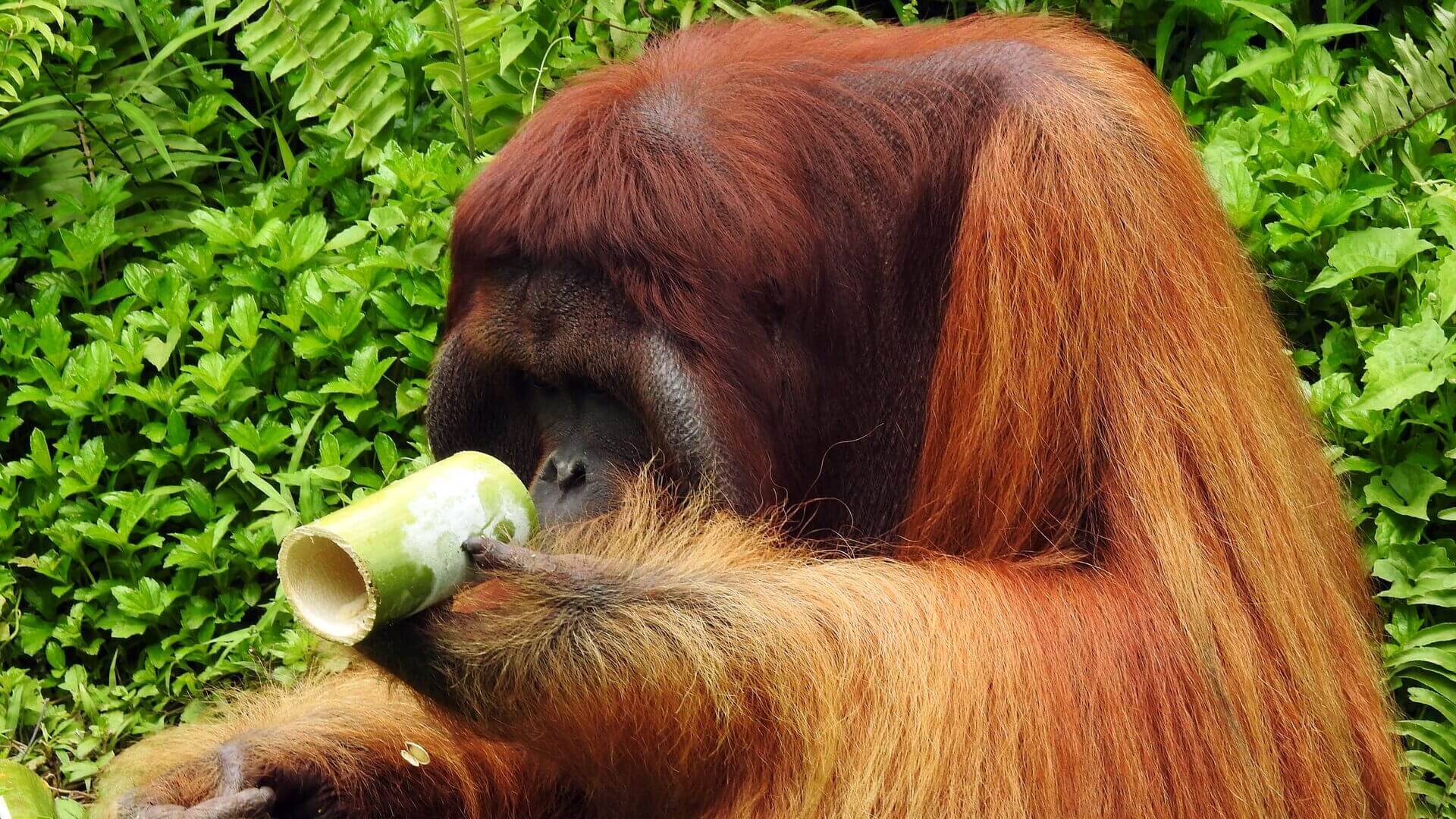 Orang-Utan guckt durch ein Bambusrohr