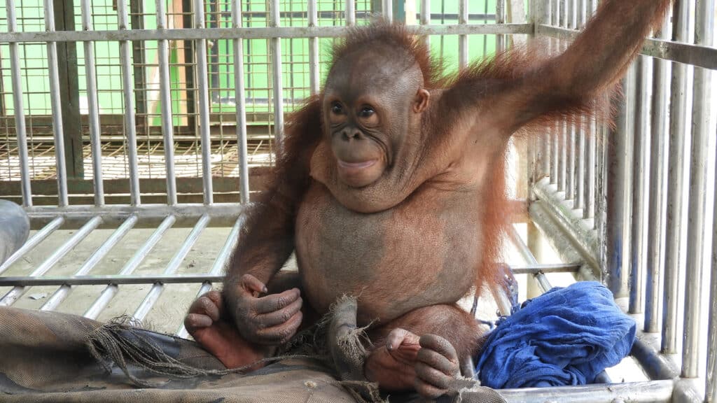 Orang-Utan-Kind mit Übergewicht in Käfig