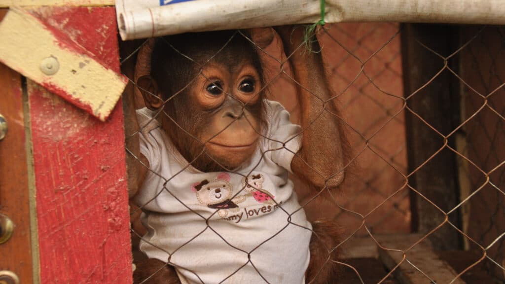 Orang-Utan-Baby in Babystrampler blickt aus Holzkäfig