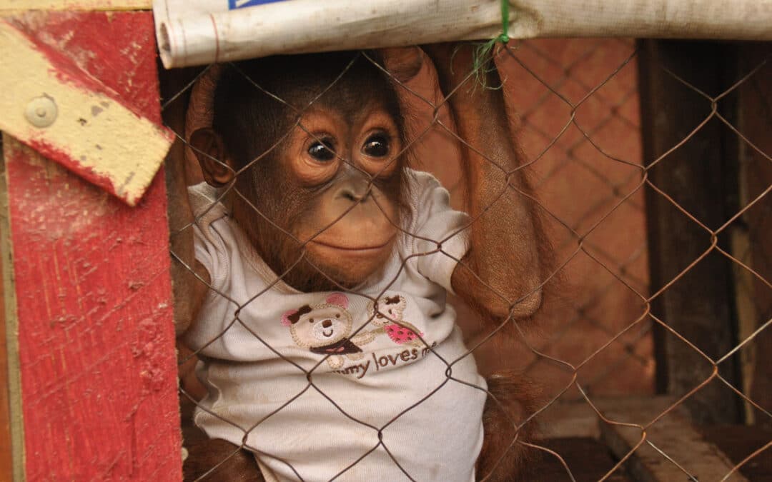 Das Leiden der Primaten auf Social Media – und was man dagegen tun kann