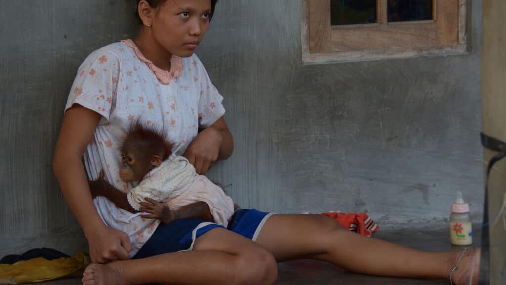 Orang-Utan-Baby in Puppenkleidung klammert sich an Mädchen