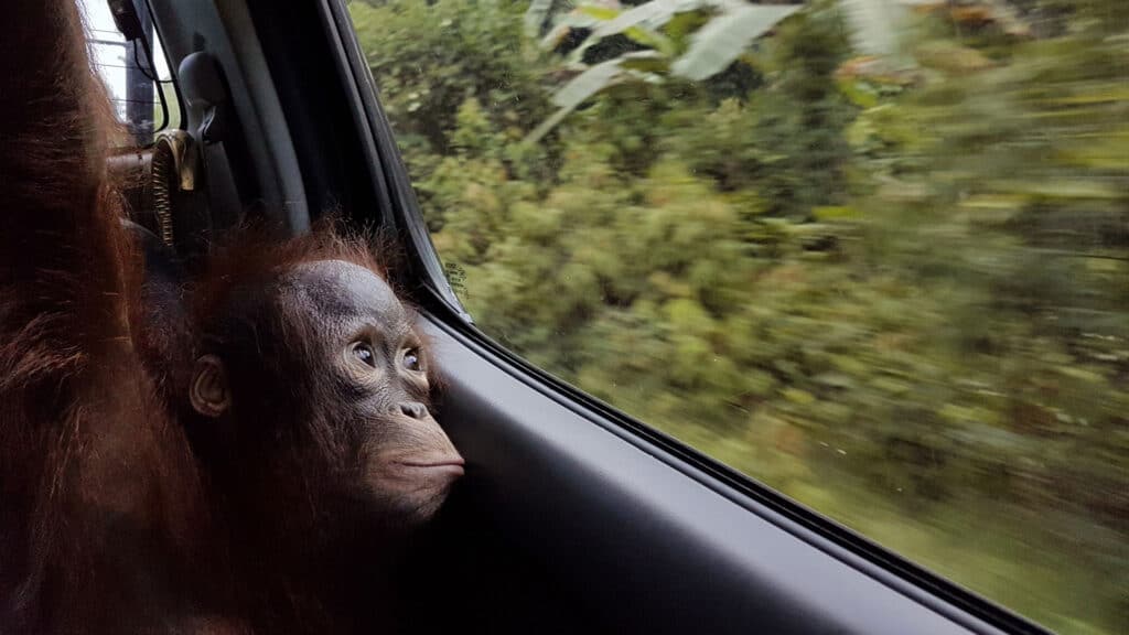 Orang-Utan-Junge Taymur blickt aus dem Autofenster mit großen Augen in den Regenwald