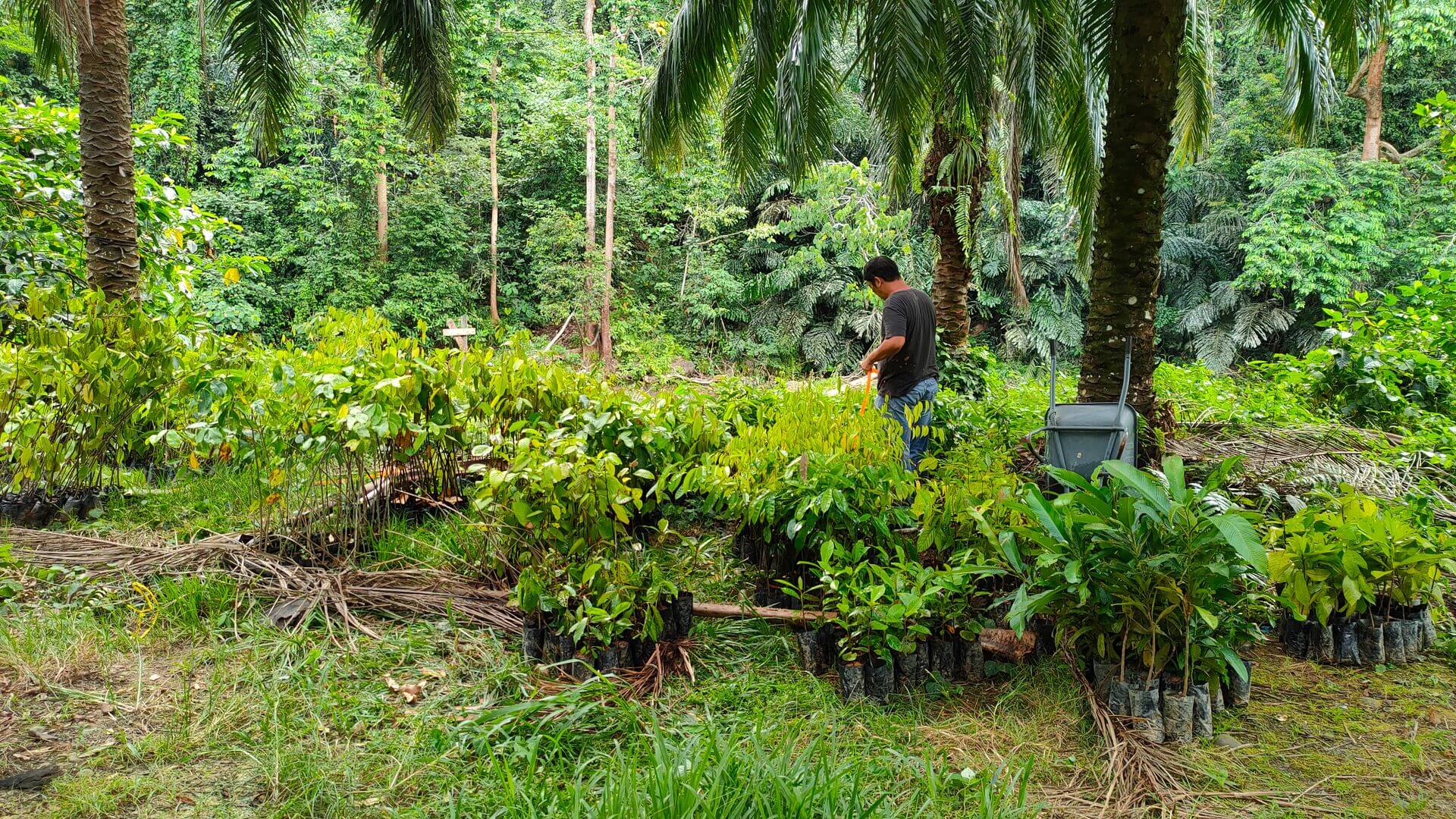 Umwandlung von Palmölplantage in Regenwald