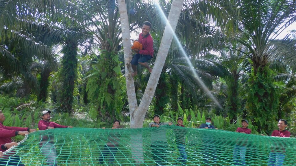 Training für Mitarbeitende von Palmöl- und Holzplantagen