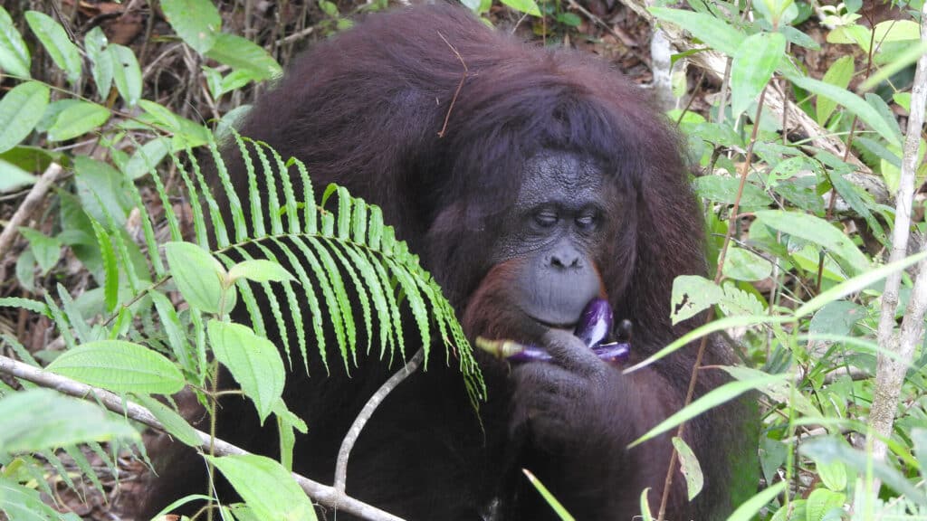 Orang-Utan-Weibchen Yuyun auf Insel für nicht-auswilderbare Orang-Utans