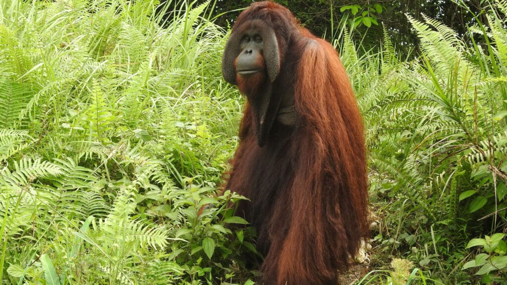 Orang-Utan-Mann Jeffrey auf Insel für nicht-auswilderbare Orang-Utans