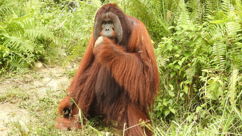 Orang-Utan-Mann Jeffrey auf Insel für nicht-auswilderbare Orang-Utans