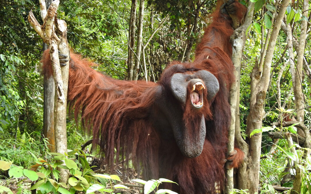 Welche Fort­pflan­zungs­stra­te­gien verfolgen männ­liche Orang-Utans mit und ohne Backenwülste?