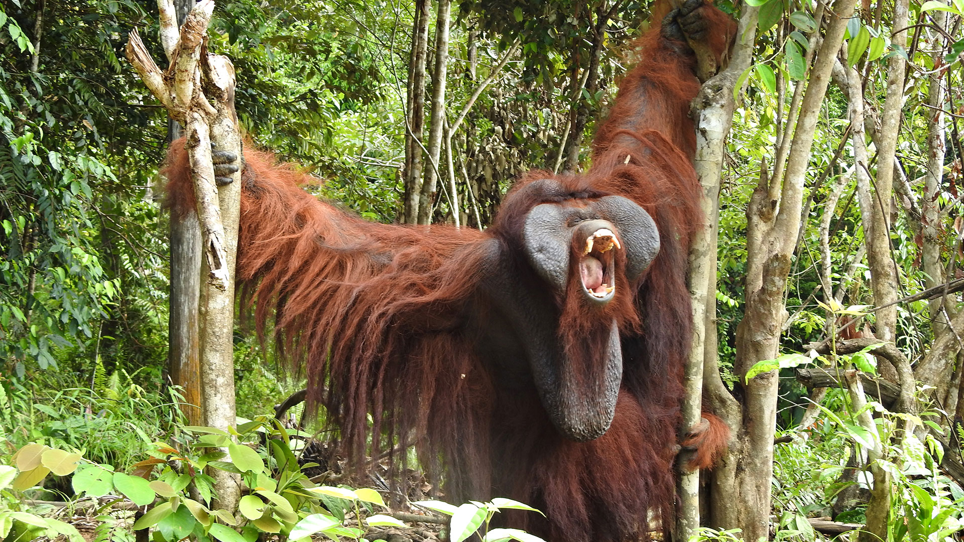 Orang-Utan-Mann mit Backenwülsten im Regenwald zeigt seine Zähne