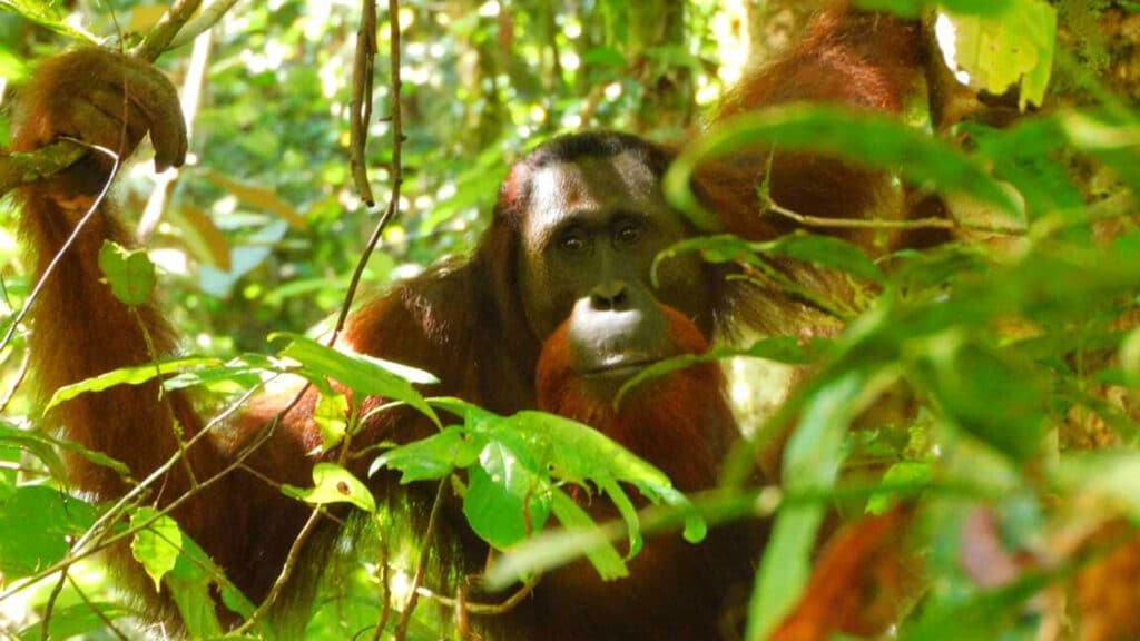 Orang-Utan-Mann ohne Backenwülste im Regenwald